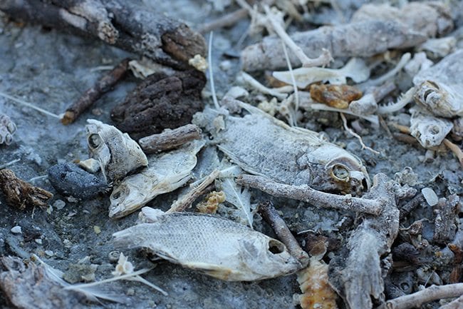 Salton Sea Fish