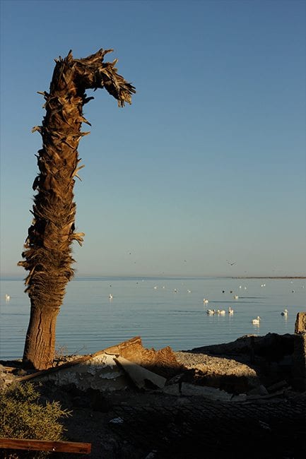 Salton Sea Shore